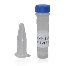 Purine Nucleoside Phosphorylase: PNP 1.0 unit