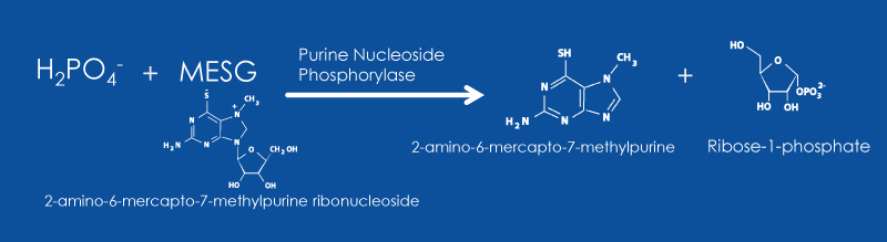 PNP Assay